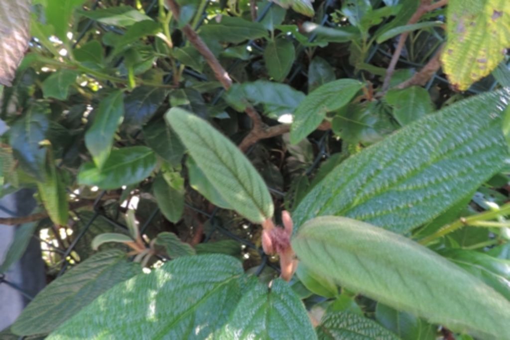 Viburnum rhytidophyllum (Adoxaceae)